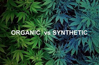 Orgainic vs Synthetic Hemp